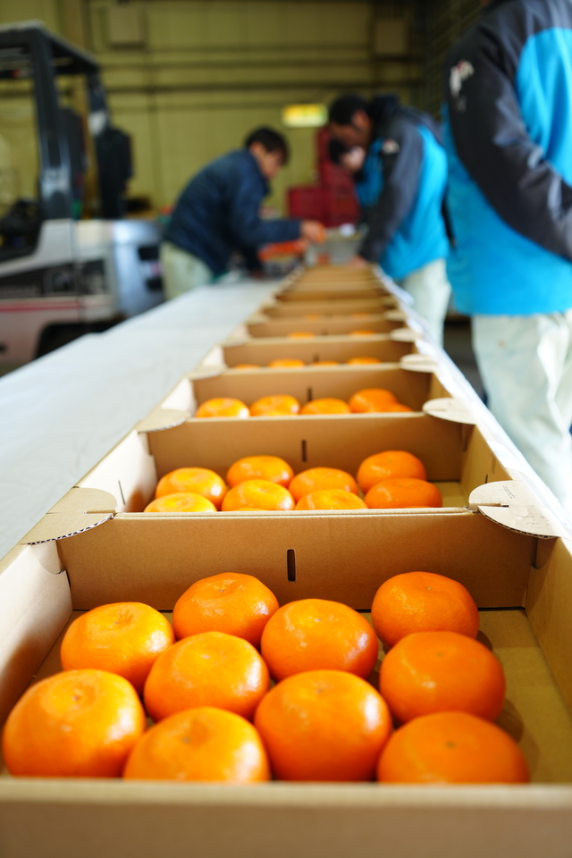 貯蔵果実持寄品評会の様子 画像:貯蔵果実持寄品評会の様子