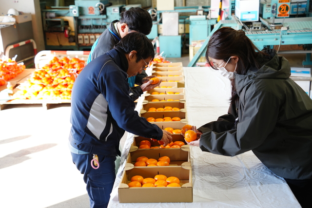 貯蔵果実持寄品評会の様子