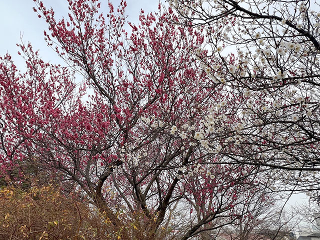画像：梅の様子丸山城址公園