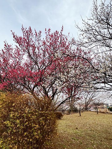 画像：梅の様子丸山城址公園