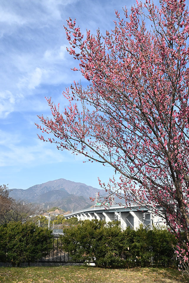 丸山城址公園の梅の花と大山 画像:丸山城址公園の梅の花と大山