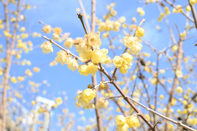 丸山城址公園のろうばいの花 画像:丸山城址公園のろうばいの花