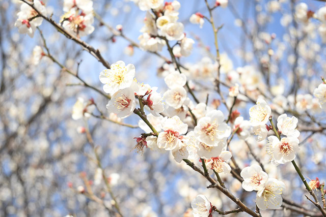 丸山城址公園の梅の花 画像:丸山城址公園の梅の花