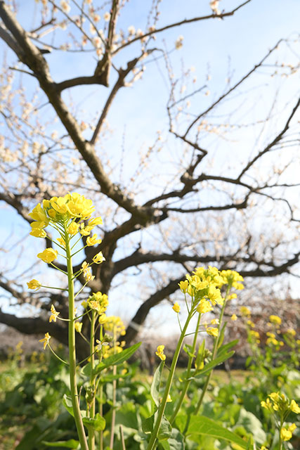 雨岳文庫の菜の花と梅 画像:雨岳文庫の菜の花と梅