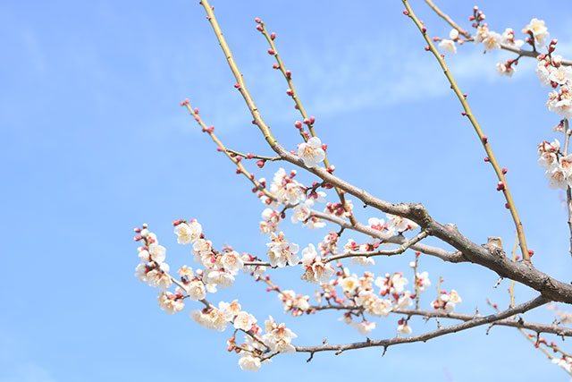 雨岳文庫の梅の花 画像:雨岳文庫の梅の花