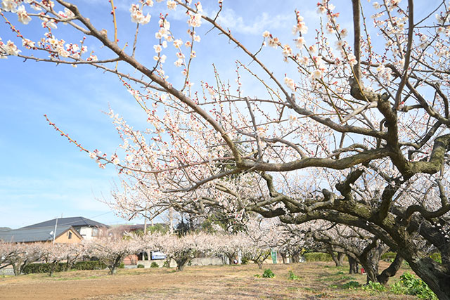 雨岳文庫の梅の花 画像:雨岳文庫の梅の花