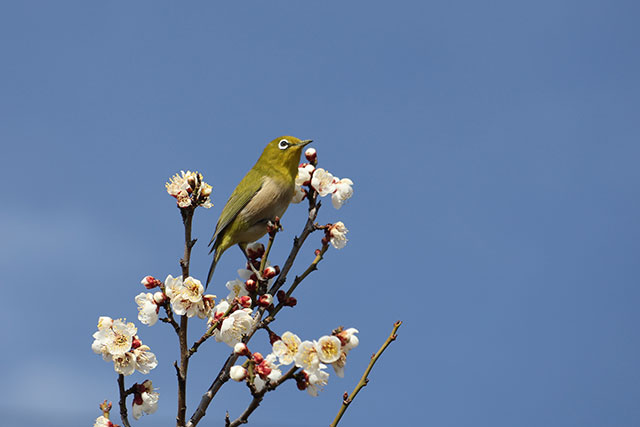 雨岳文庫の梅の花とメジロ