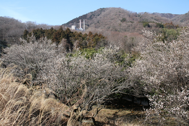 いせはら塔の山緑地公園