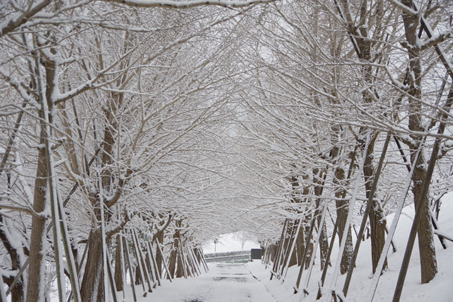 画像：雪に覆われた総合運動公園イチョウ並木