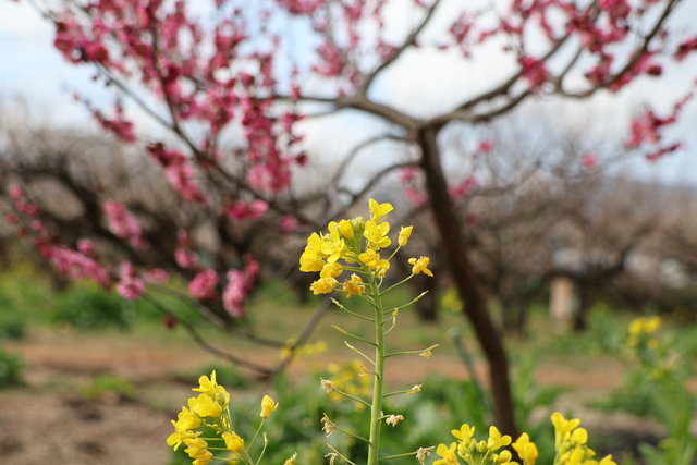 画像：雨岳文庫の梅と菜の花
