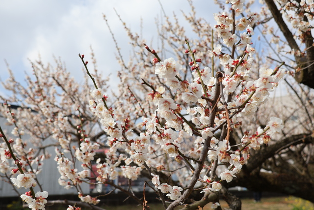 画像：雨岳文庫の梅