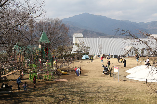 画像：イセハライチで賑わう総合運動公園