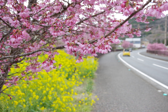 オカメザクラ_写真1