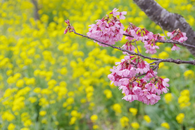 大山新道沿いのオカメ桜が見ごろを迎えています | 伊勢原市