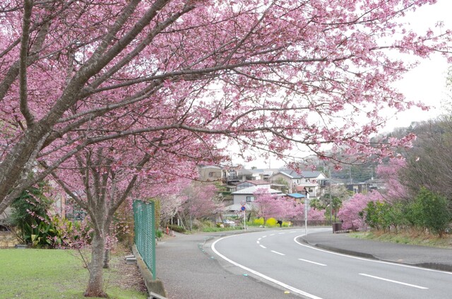 オカメザクラ_写真5