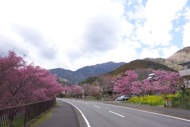 オカメザクラ_写真3