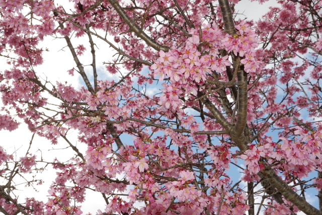 オカメザクラ_写真6