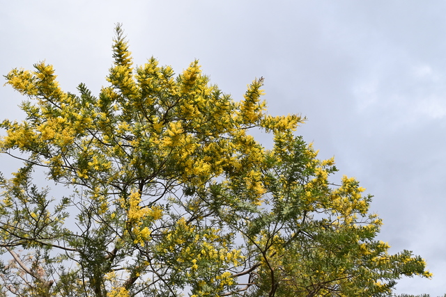 総合運動公園のミモザ2
