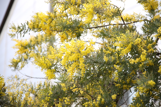 総合運動公園のミモザ