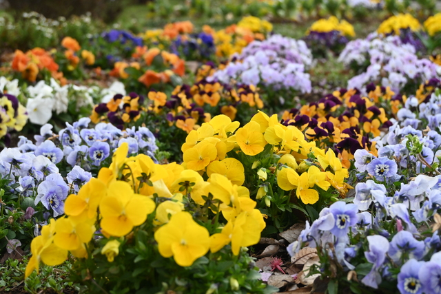 丸山城址公園のパンジー