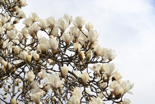 丸山城址公園のモクレン