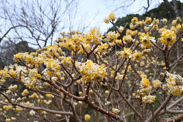 日向薬師のミツマタ