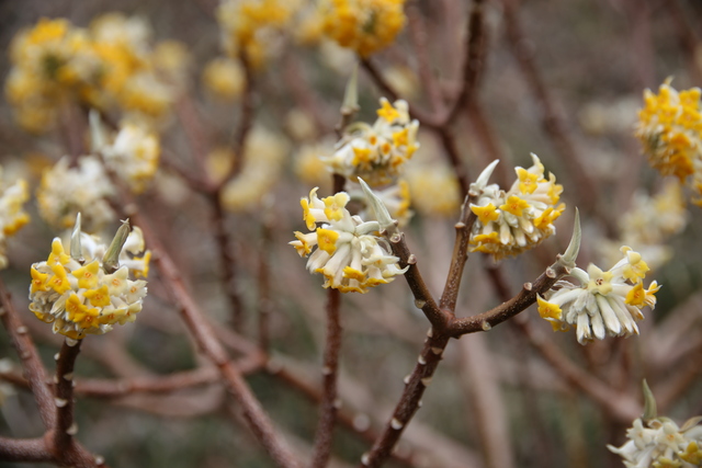 日向薬師のミツマタ2