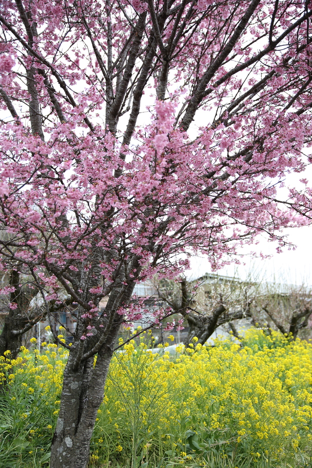 大山のおかめ桜