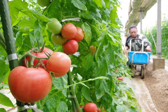 1_ハウス栽培トマト出荷