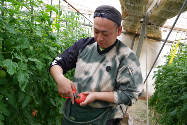2_ハウス栽培トマト出荷