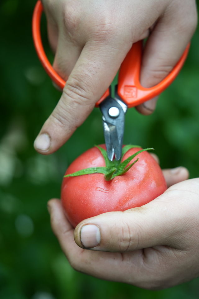 3_ハウス栽培トマト出荷