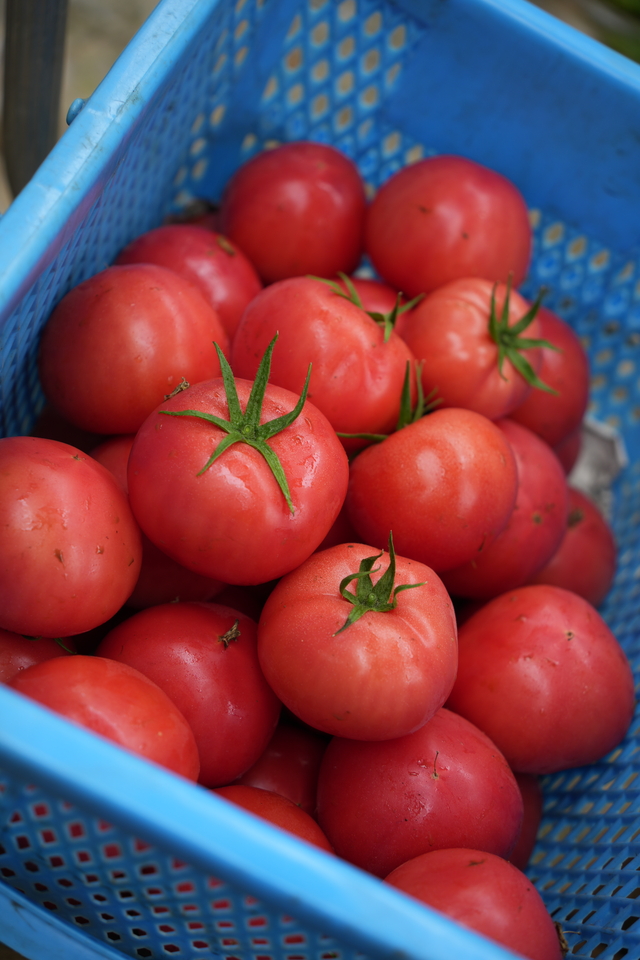 4_ハウス栽培トマト出荷