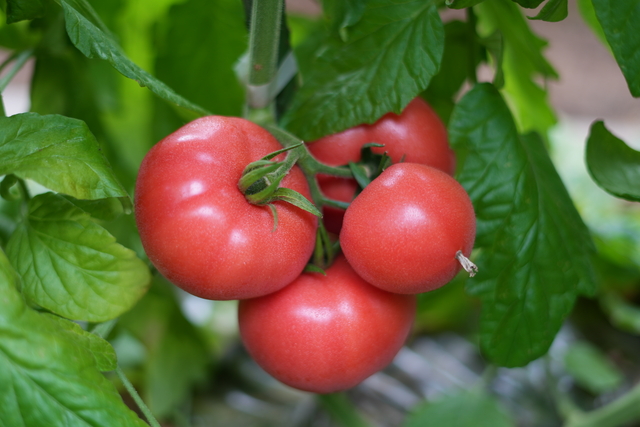 5_ハウス栽培トマト出荷