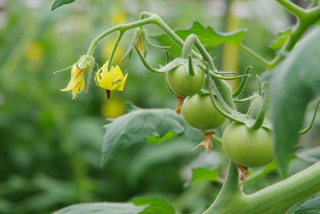 6_ハウス栽培トマト出荷