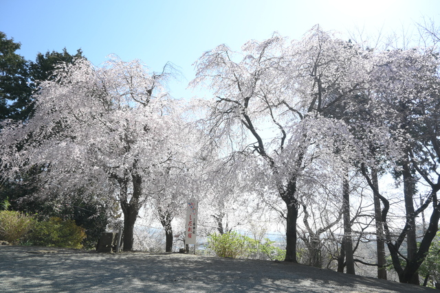 しだれ桜1