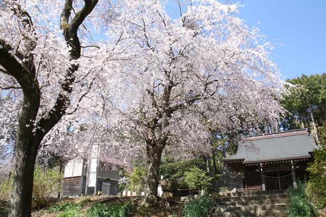 しだれ桜2