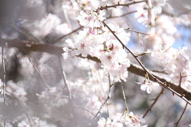 しだれ桜3