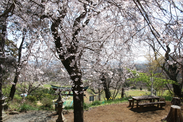 しだれ桜4