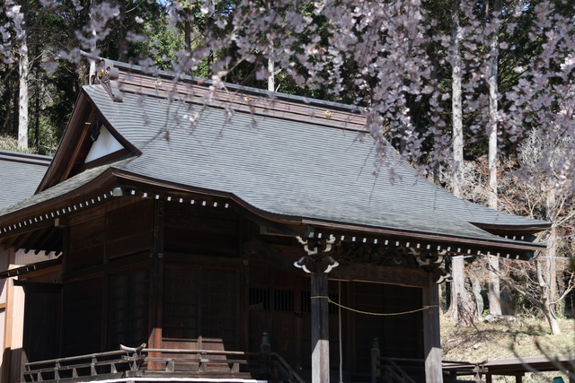 しだれ桜5