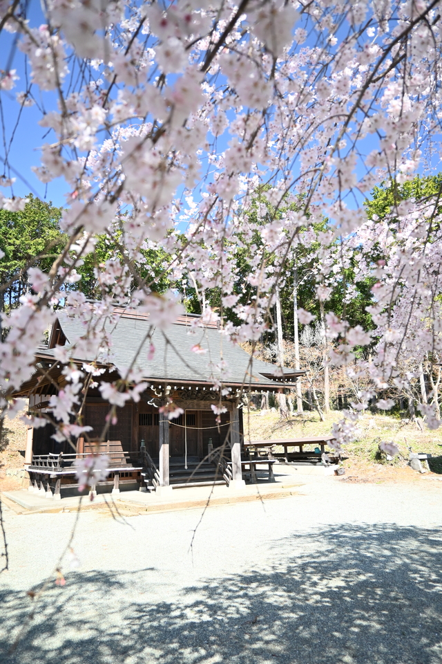 しだれ桜7