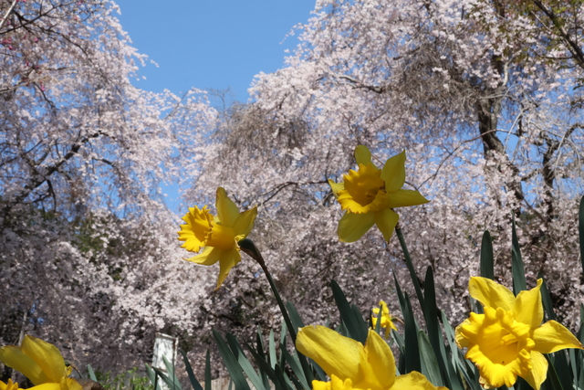 しだれ桜6