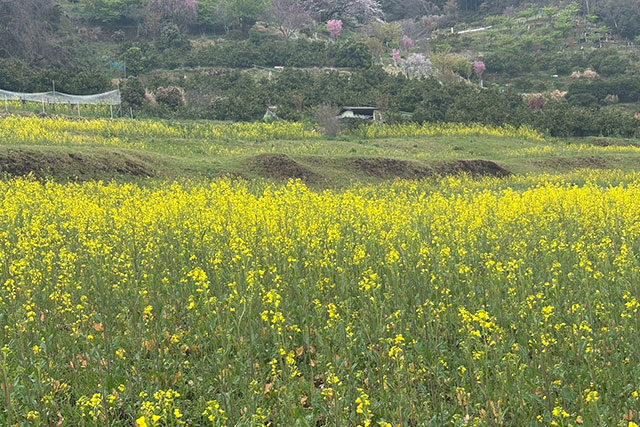 菜の花畑の様子