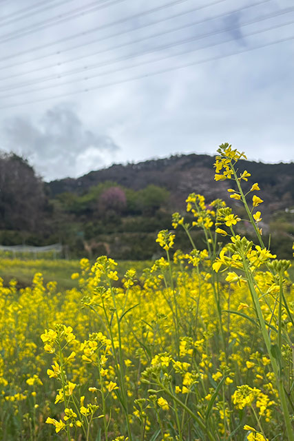 画像：菜の花畑の様子