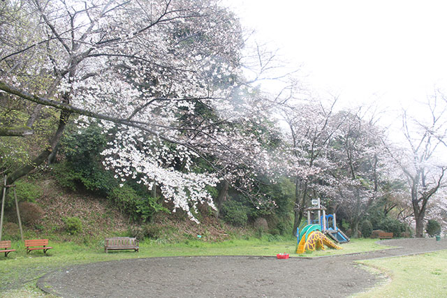 画像：ふじやま公園桜の様子