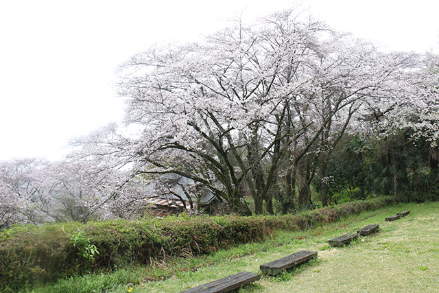 画像：ふじやま公園桜の様子