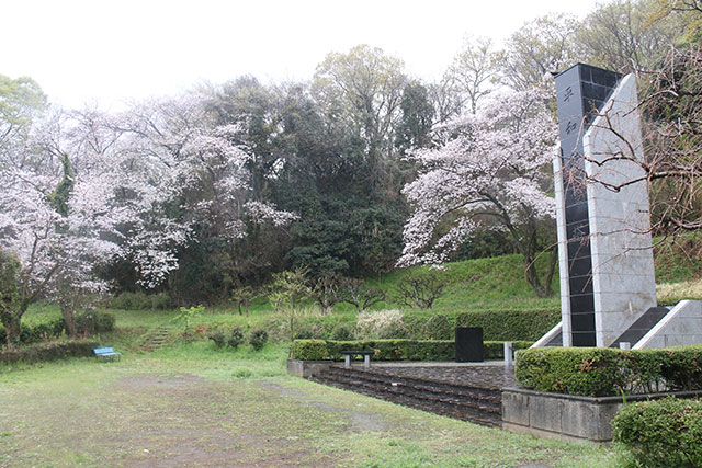画像：ふじやま公園桜の様子