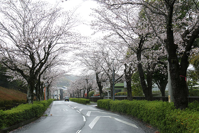 画像：大住台のさくら道桜の様子