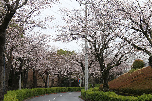 画像：大住台のさくら道桜の様子