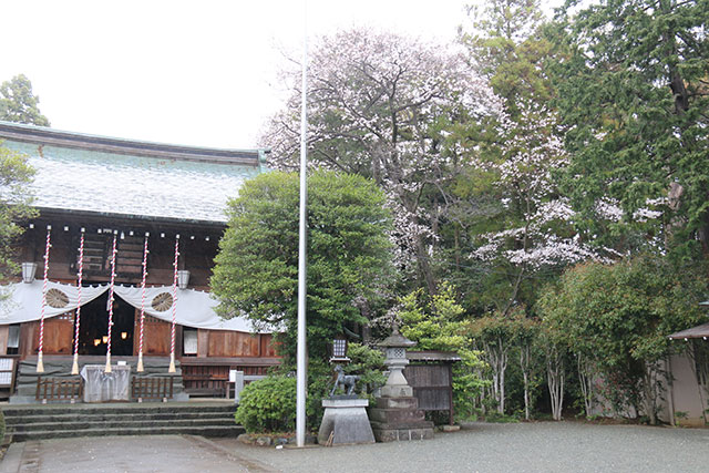 画像：三之宮比々多神社桜の様子