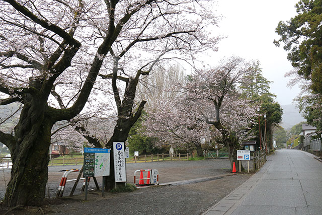 画像：三之宮比々多神社桜の様子